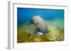 Walrus, Svalbard, Norway-Paul Souders-Framed Photographic Print