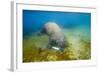 Walrus, Svalbard, Norway-Paul Souders-Framed Photographic Print