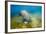 Walrus, Svalbard, Norway-Paul Souders-Framed Photographic Print