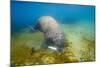 Walrus, Svalbard, Norway-Paul Souders-Mounted Photographic Print