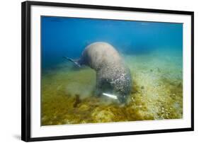 Walrus, Svalbard, Norway-Paul Souders-Framed Photographic Print