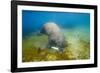 Walrus, Svalbard, Norway-Paul Souders-Framed Photographic Print