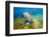 Walrus, Svalbard, Norway-Paul Souders-Framed Photographic Print