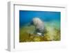 Walrus, Svalbard, Norway-Paul Souders-Framed Photographic Print