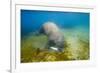 Walrus, Svalbard, Norway-Paul Souders-Framed Photographic Print