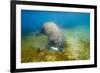 Walrus, Svalbard, Norway-Paul Souders-Framed Photographic Print