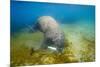 Walrus, Svalbard, Norway-Paul Souders-Mounted Photographic Print