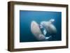 Walrus, Svalbard, Norway-Paul Souders-Framed Photographic Print