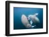 Walrus, Svalbard, Norway-Paul Souders-Framed Photographic Print