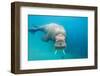 Walrus, Svalbard, Norway-null-Framed Photographic Print