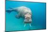 Walrus, Svalbard, Norway-null-Mounted Photographic Print