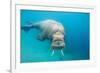 Walrus, Svalbard, Norway-null-Framed Photographic Print