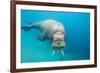 Walrus, Svalbard, Norway-null-Framed Photographic Print