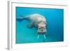 Walrus, Svalbard, Norway-null-Framed Photographic Print