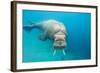 Walrus, Svalbard, Norway-null-Framed Photographic Print