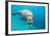 Walrus, Svalbard, Norway-null-Framed Photographic Print