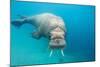 Walrus, Svalbard, Norway-null-Mounted Photographic Print