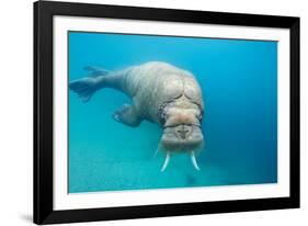 Walrus, Svalbard, Norway-null-Framed Photographic Print