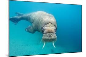 Walrus, Svalbard, Norway-null-Mounted Photographic Print