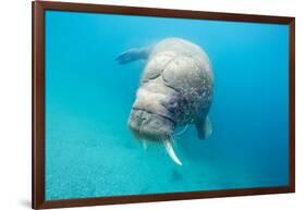 Walrus, Svalbard, Norway-null-Framed Photographic Print