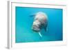 Walrus, Svalbard, Norway-null-Framed Photographic Print