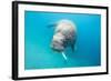 Walrus, Svalbard, Norway-null-Framed Photographic Print