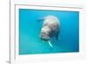 Walrus, Svalbard, Norway-null-Framed Photographic Print