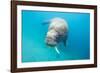 Walrus, Svalbard, Norway-null-Framed Photographic Print