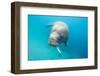 Walrus, Svalbard, Norway-null-Framed Photographic Print