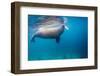 Walrus, Svalbard, Norway-null-Framed Photographic Print