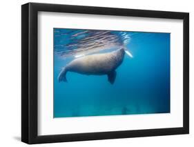 Walrus, Svalbard, Norway-null-Framed Photographic Print