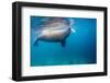 Walrus, Svalbard, Norway-null-Framed Photographic Print