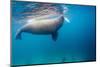 Walrus, Svalbard, Norway-null-Mounted Photographic Print