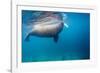 Walrus, Svalbard, Norway-null-Framed Photographic Print