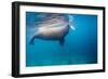 Walrus, Svalbard, Norway-null-Framed Photographic Print