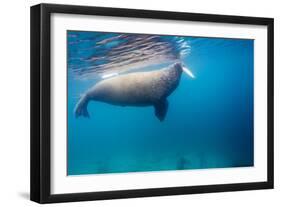 Walrus, Svalbard, Norway-null-Framed Photographic Print