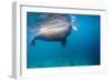 Walrus, Svalbard, Norway-null-Framed Photographic Print