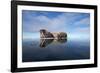 Walrus, Svalbard, Norway-null-Framed Photographic Print