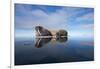 Walrus, Svalbard, Norway-null-Framed Photographic Print