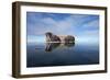 Walrus, Svalbard, Norway-null-Framed Photographic Print