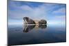 Walrus, Svalbard, Norway-null-Mounted Photographic Print