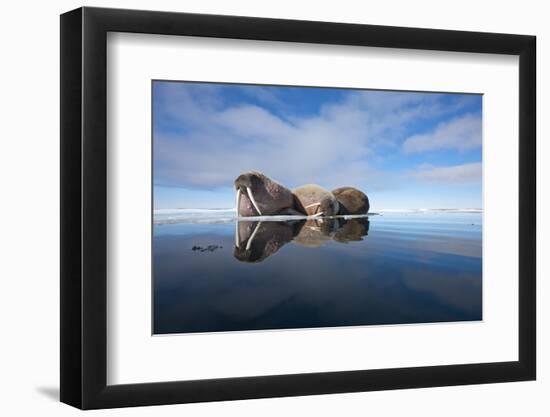 Walrus, Svalbard, Norway-null-Framed Photographic Print