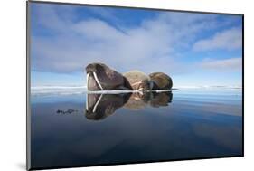 Walrus, Svalbard, Norway-null-Mounted Photographic Print