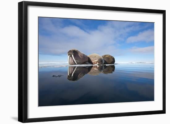 Walrus, Svalbard, Norway-null-Framed Photographic Print