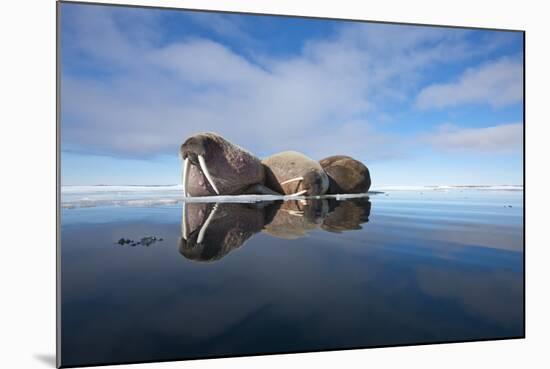 Walrus, Svalbard, Norway-null-Mounted Photographic Print