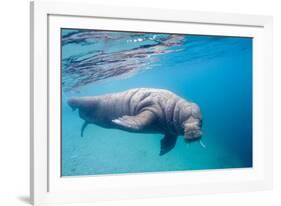 Walrus, Svalbard, Norway-null-Framed Photographic Print