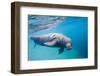 Walrus, Svalbard, Norway-null-Framed Photographic Print