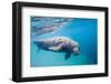 Walrus, Svalbard, Norway-null-Framed Photographic Print