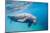 Walrus, Svalbard, Norway-null-Mounted Photographic Print