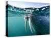 Walrus Swimming at Water Surface Near Tiholmane Island-Paul Souders-Stretched Canvas